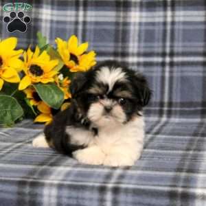 Bitsy Baby, Shih Tzu Puppy